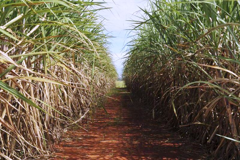 Produção de etanol na safra 2019/2020 deve aumentar 7,1%, diz Única