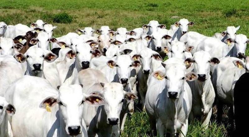 Agricultura: preço da arroba do boi gordo cai 15% em dezembro