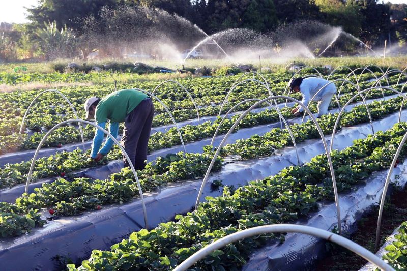 Cresce número de agricultores com acesso ao seguro rural