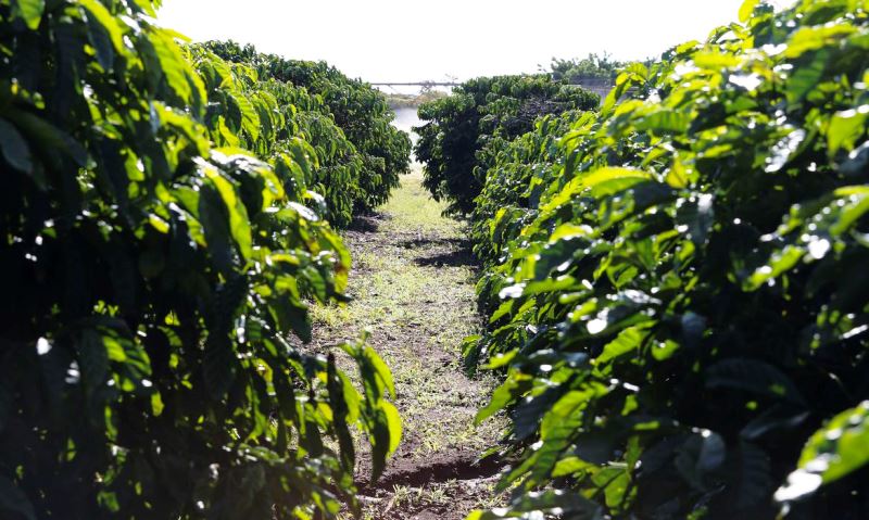 Governo e agricultores garantem produção de alimentos durante pandemia