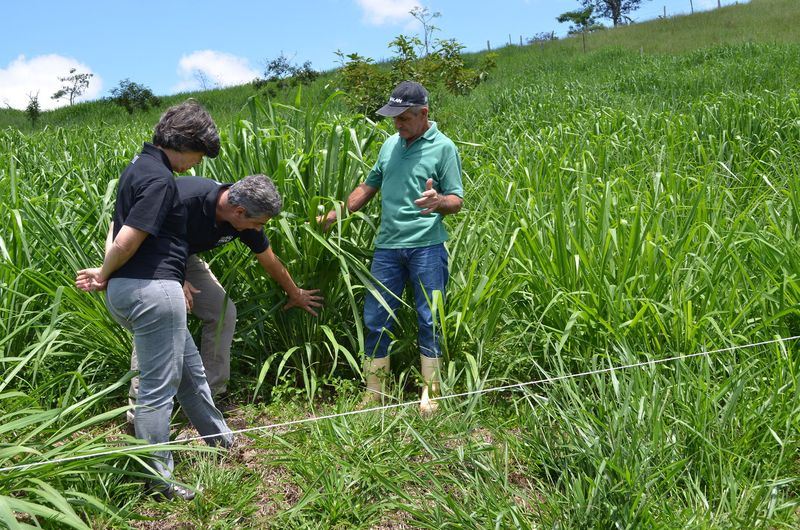 Estado auxilia no desenvolvimento de técnica de plantio em áreas montanhosas