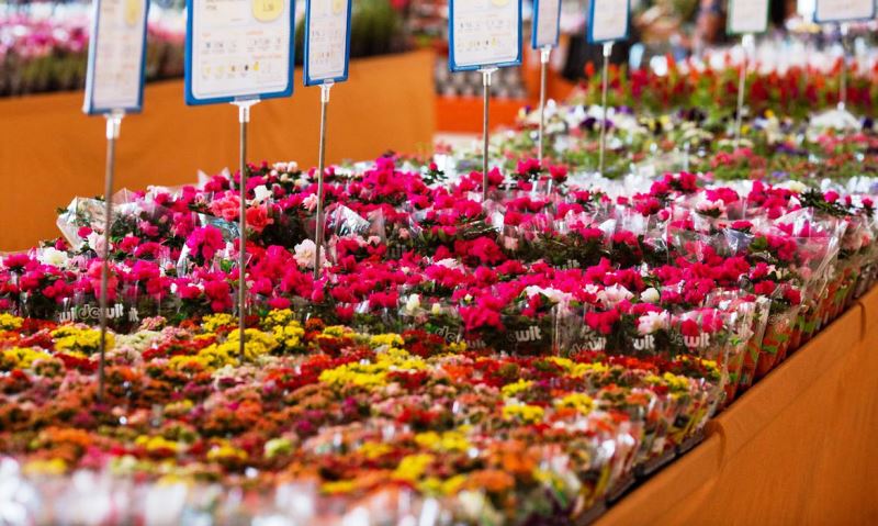 Floristas esperam compensar perdas com vendas no Dia das Mães