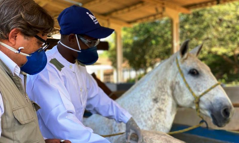 Soros produzidos por cavalos têm anticorpos potentes para Covid-19