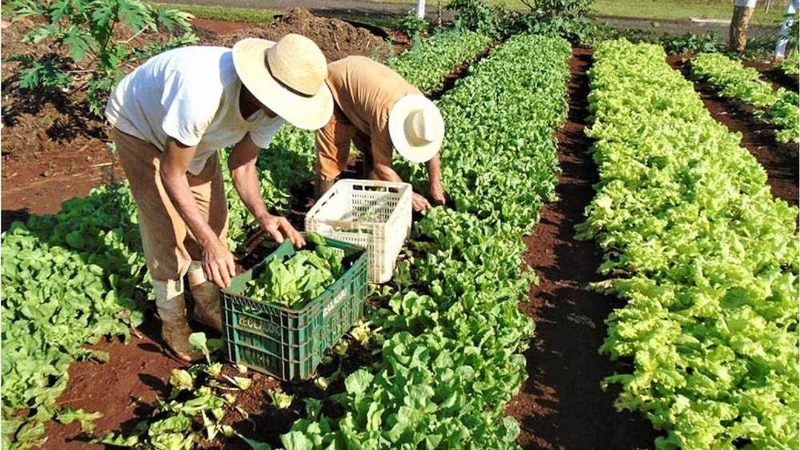 Produção diversificada de hortaliças garante renda