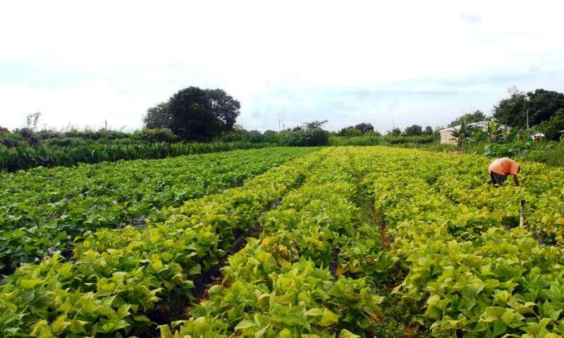 Banco do Brasil reforça linhas de crédito rural com R$ 1 bilhão