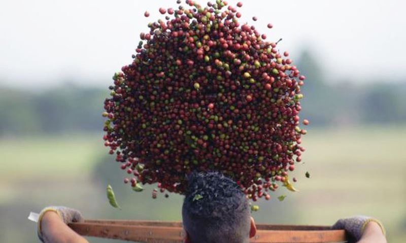Café terá safra recorde em 2020