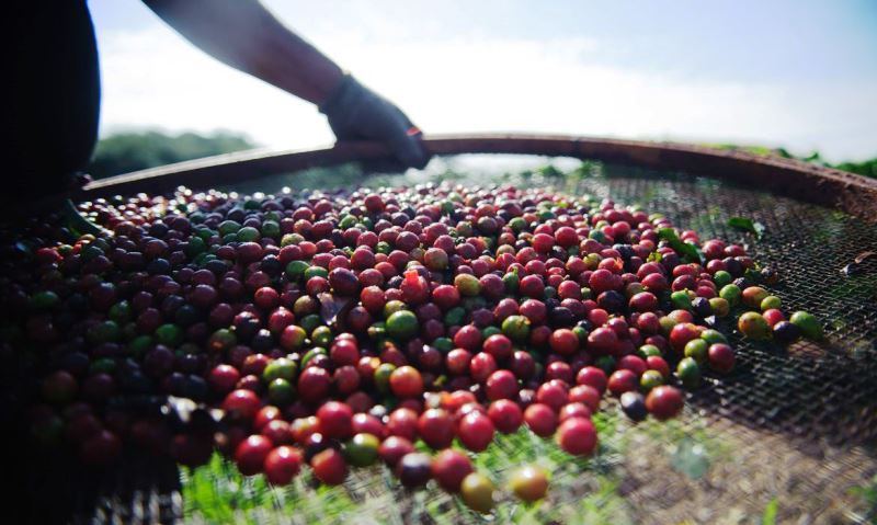Conab prevê baixa produção de café devido à bienalidade