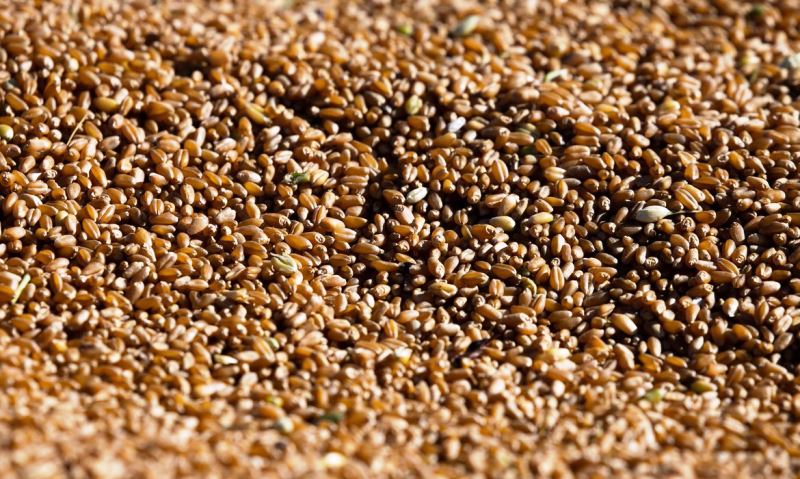 Produção de grãos chega a 271,7 milhões de toneladas