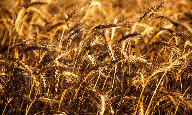 Mesmo com queda, IBGE estima safra recorde para 2021