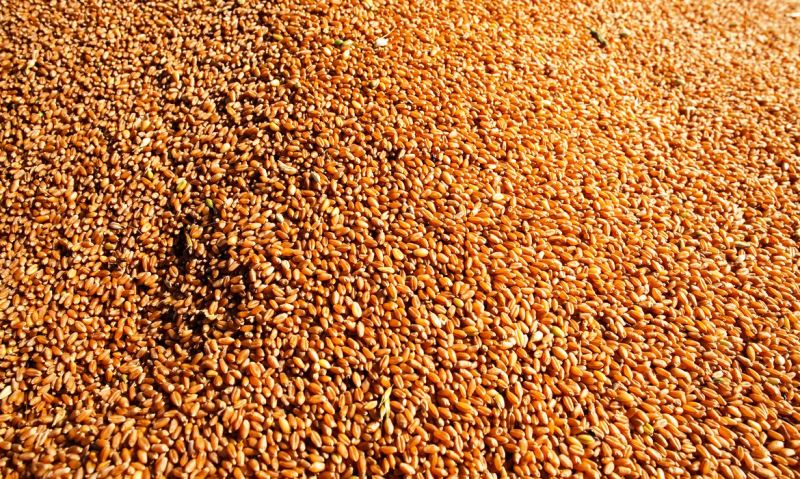 Brasil deve produzir 289,9 milhões de grãos no ciclo 2021/2022