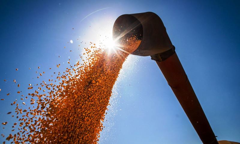 Safra de grãos pode chegar a 291,1 milhões de toneladas