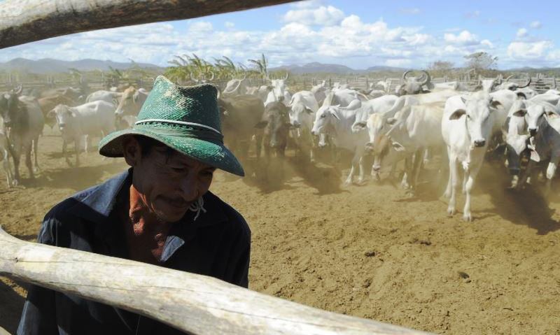 Abate de bovinos recua 8,2% e de aves 1,2% no 4º trimestre