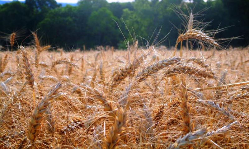 Fertilizante ecológico pode reduzir dependência de importação