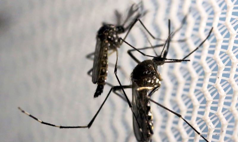 Casos de dengue em todo o país aumentam 95% em relação a 2021