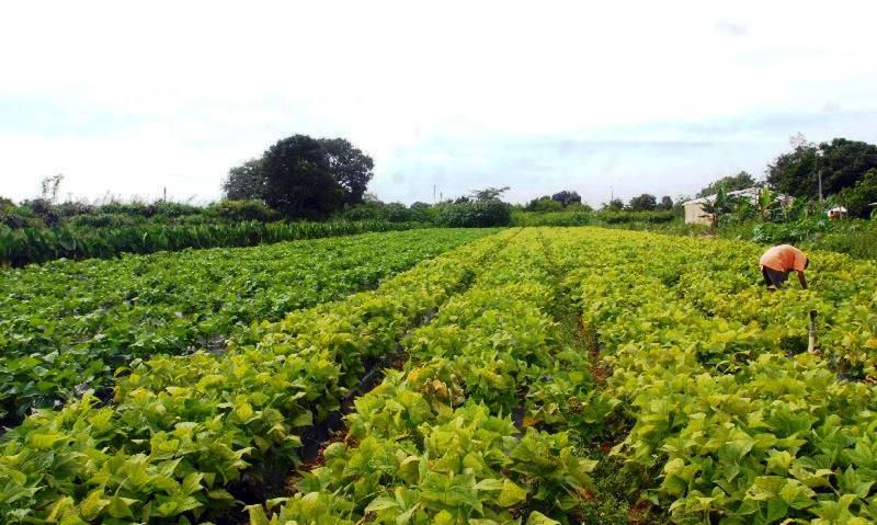 Seguro rural registra 217 mil apólices contratadas