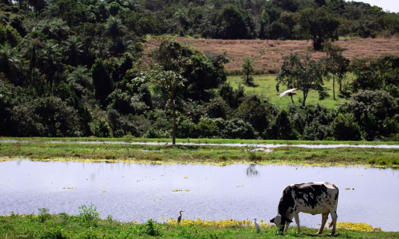 Valor da Produção Agropecuária deve chegar a R$ 1,227 trilhão