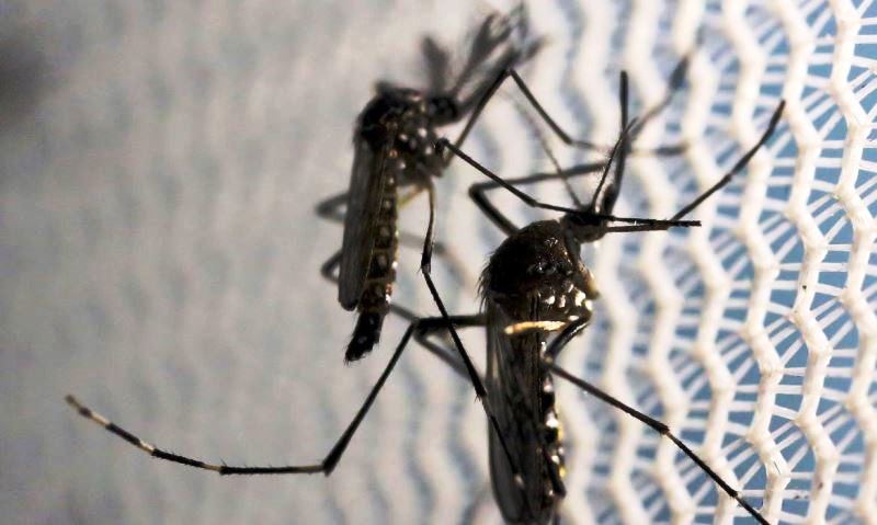 Casos de dengue caem 29,2% na cidade de São Paulo