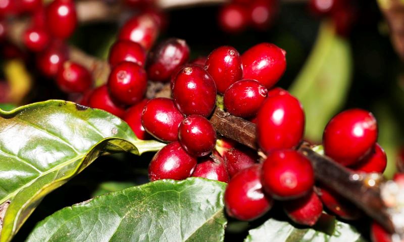 Safra do café pode chegar a 53,4 milhões de sacas