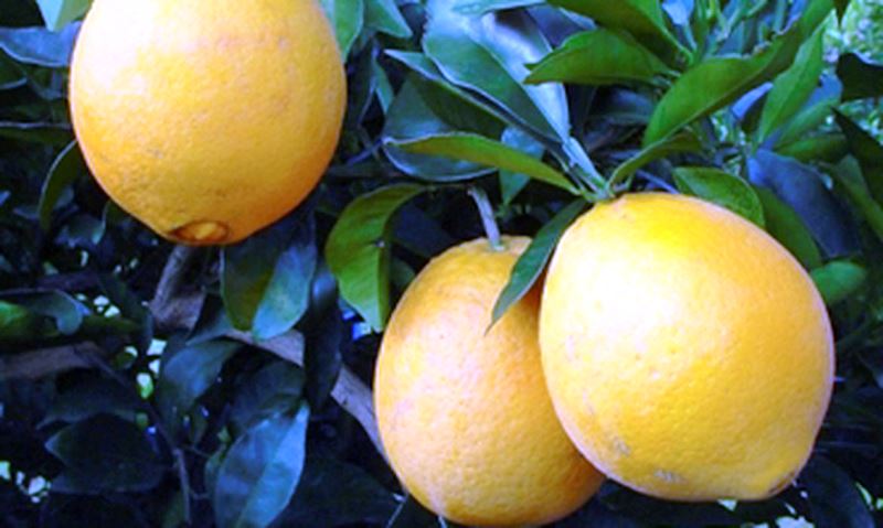 Exposição aproximará stratups agrícolas de investidores privados