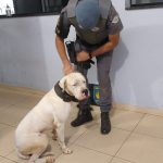 Miniatura de 