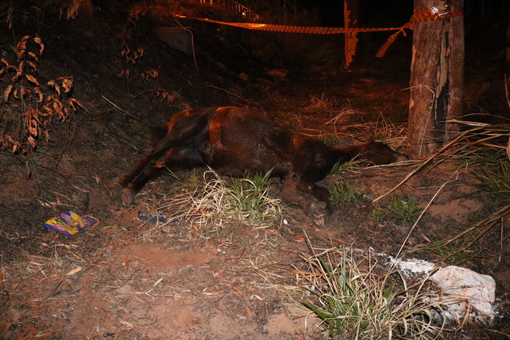 Cavalo causa acidente na SP-215