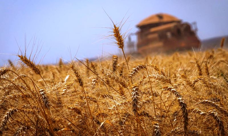 Conab estima que produção de grãos chegue a 272,5 milhões de toneladas