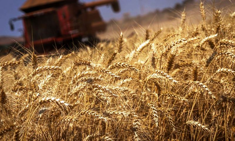 IBGE projeta safra recorde de 293,6 milhões de toneladas