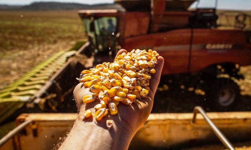 Conab reduz previsão da safra de grãos para este ano