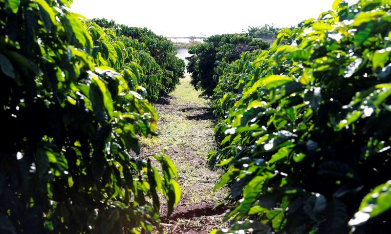 Conab diz que safra de café será de R$ 54,94 milhões de sacas