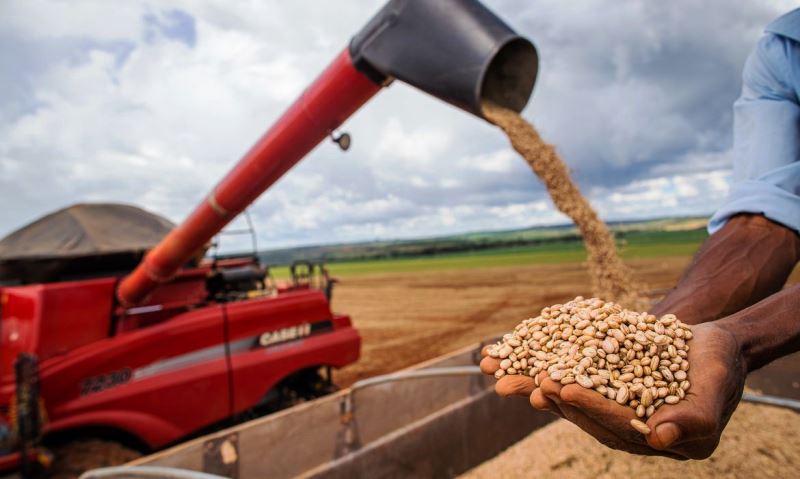 Aumento da temperatura vai afetar a produção de feijão