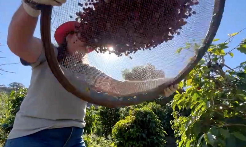 Conab projeta cenário positivo na produção brasileira de café