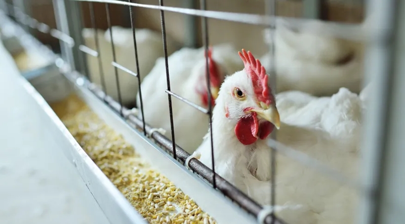 Brasil confirma primeiros casos de gripe aviária em aves silvestres