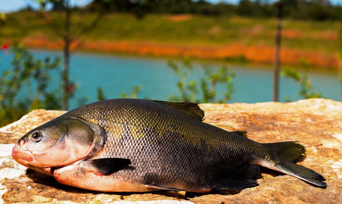 Consumo de pescado cresce 65% no Brasil