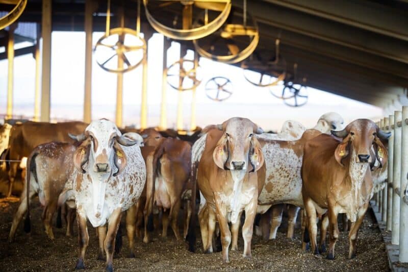 Saiba quais medidas tomar em 2024 com retirada da vacinação