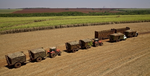 Cana representa 32,7% da matriz energética de SP