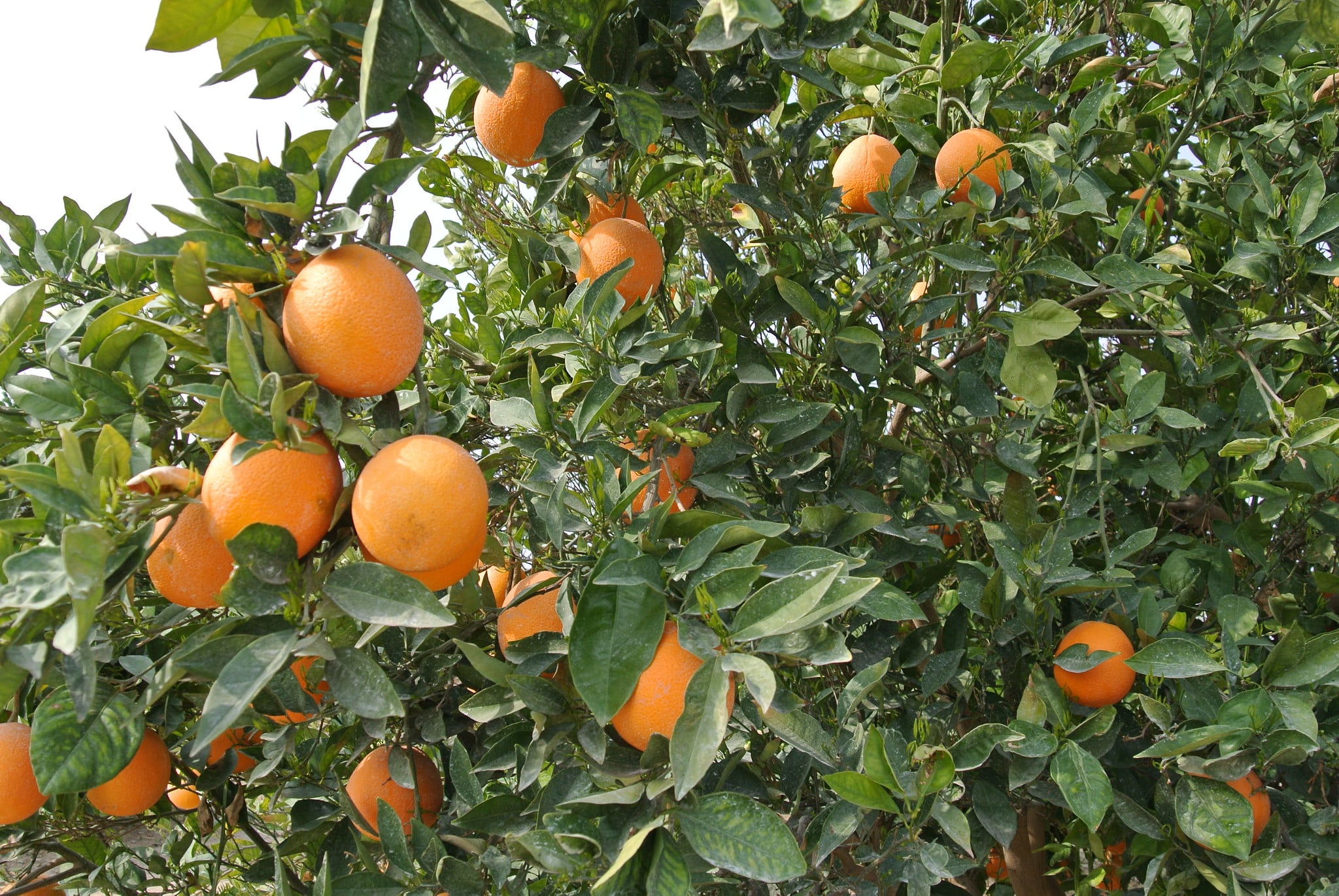 Produção de laranja protege