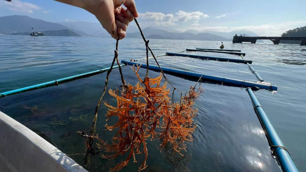  Governo incentiva cultivo sustentável