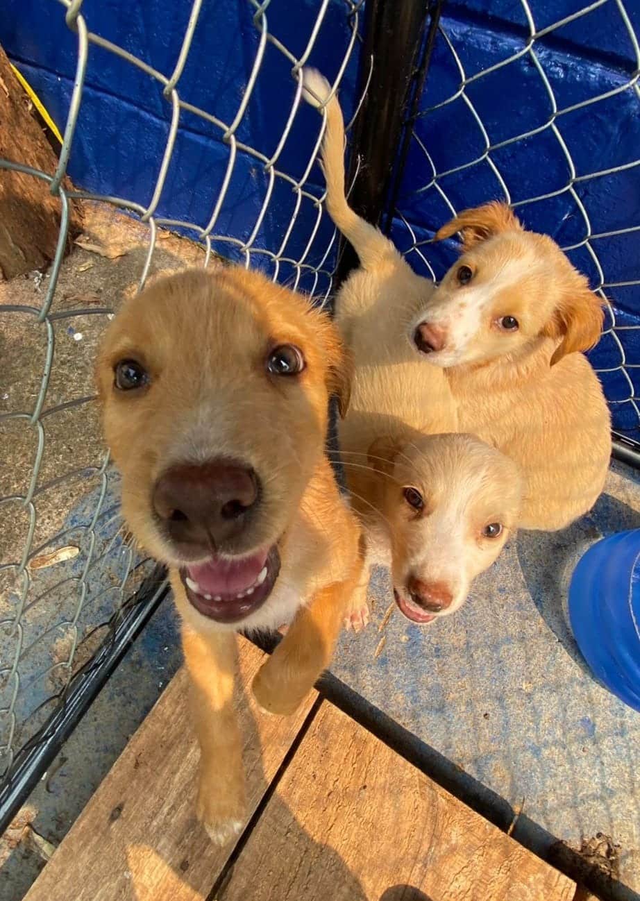 Sábado tem Feira de Adoção de Animais