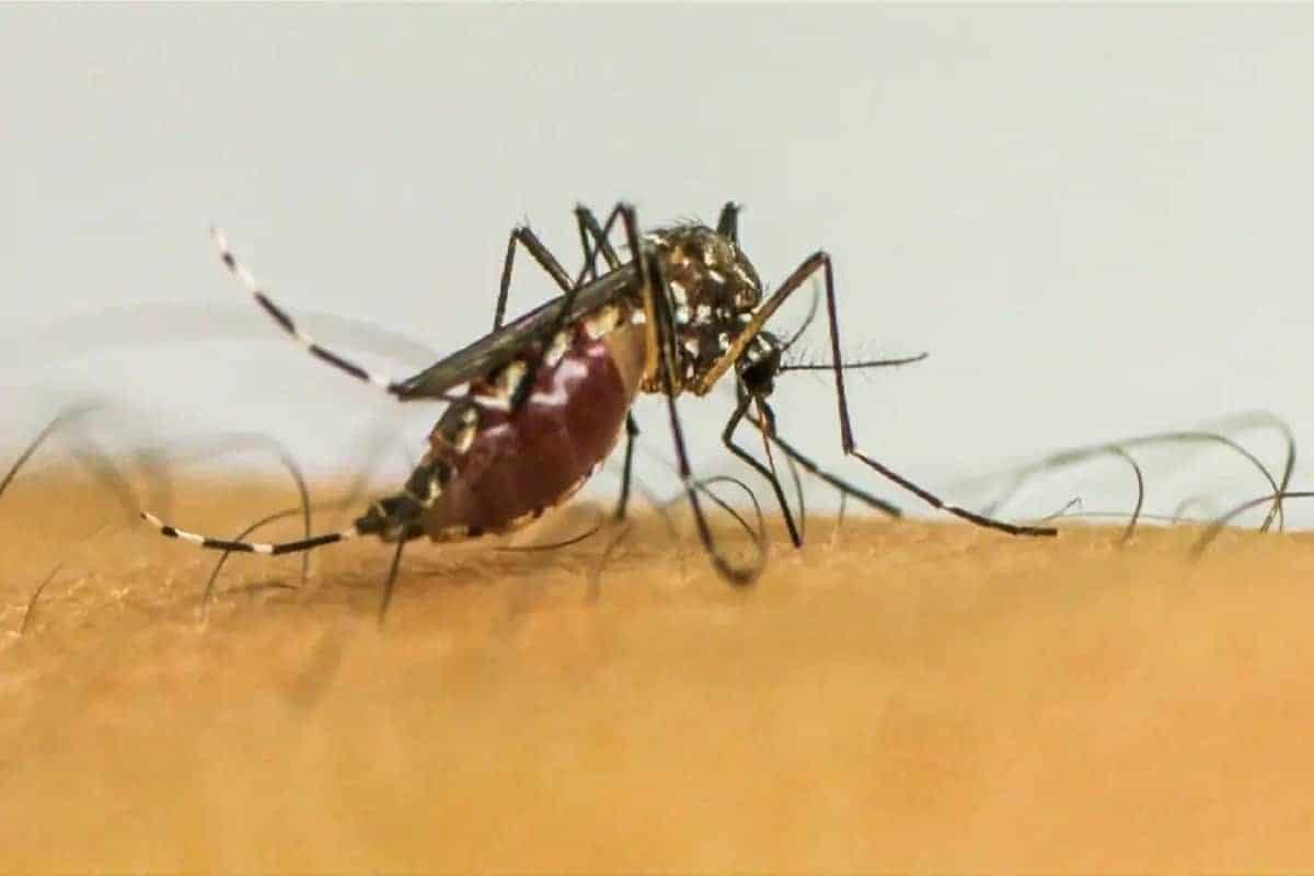 Segunda morte por dengue confirmada em Santa Rita do Passa Quatro