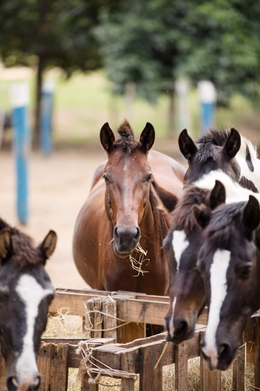 Anunciadas adoções de animais de grande porte